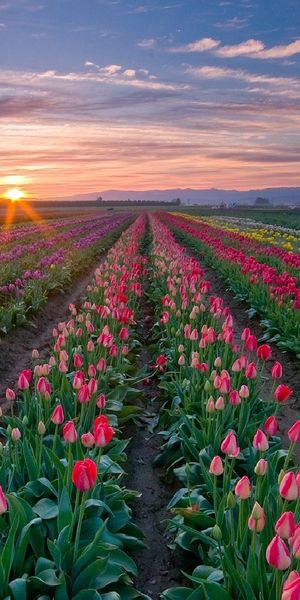 Breathtaking Sunset Over Colorful Tulip Fields