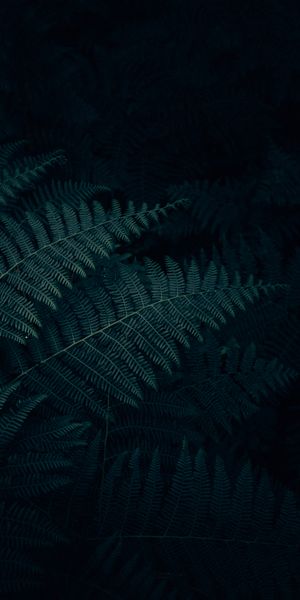 Dark Fern Leaves - A Touch of Nature for Your Mobile