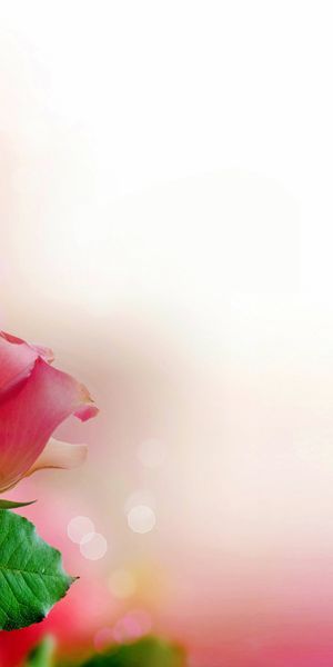 Beautiful Pastel Pink Roses Phone Wallpaper