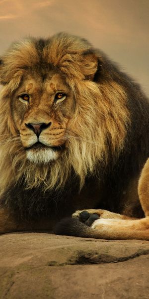Majestic Lion Resting on a Rock at Sunset