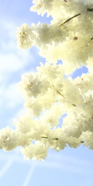 Charming white flower wallpaper: a serene blend of nature and sky