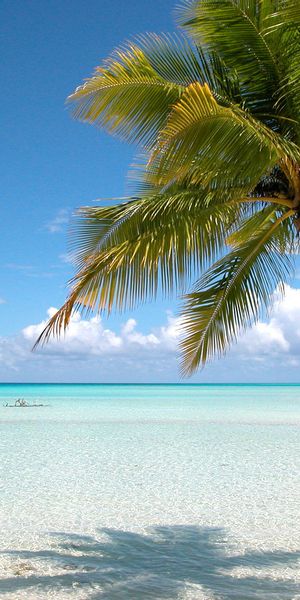 Palm Tree by the Ocean - Perfect Mobile Wallpaper