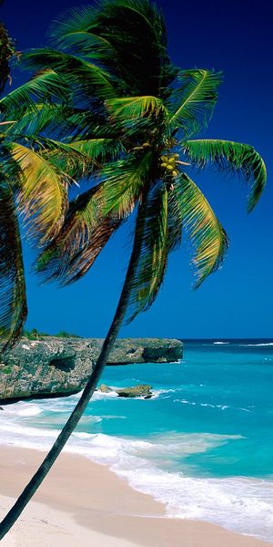 Beautiful Tropical Beach Scene with Lush Palm Trees and Blue Ocean