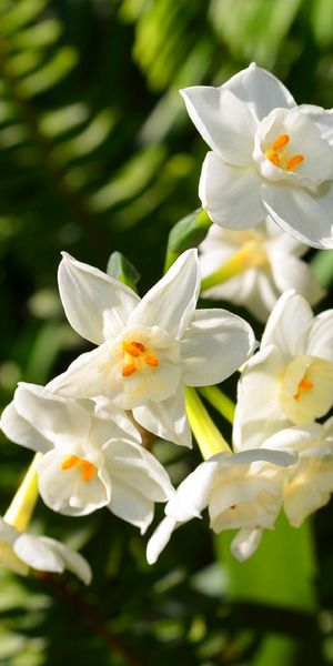 Phone wallpaper: Narcissus, Paperwhite Narcissus, Daffodil, Blur, White Flower, Flowers, Nature, Flo