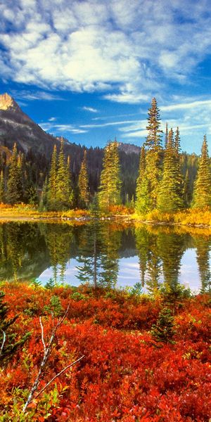 Breathtaking forest and pond landscape wallpaper for your phone