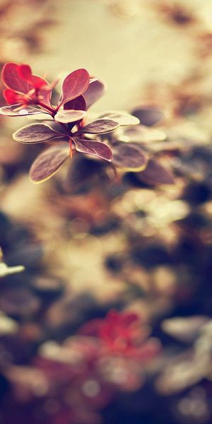 Phone wallpaper: Macro, Smooth, Grass, Leaves, Plant, Blur, Background free download