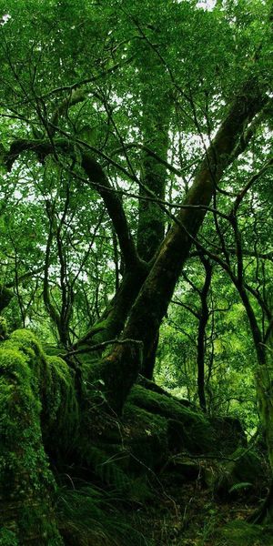 Explore the Depths of Nature with This Lush Green Forest iPhone Wallpaper