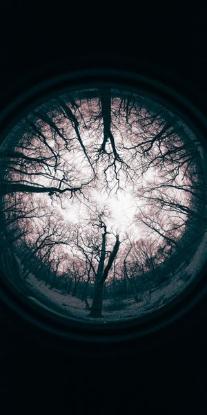 Eerie Dark Tree Reflection Wallpaper for Mobile Phones