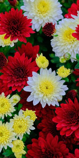 Vibrant Chrysanthemum Flower Wallpaper for Your Mobile