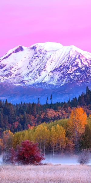 Breathtaking HD Wallpaper of Mount Adams in Washington's Fall Forest