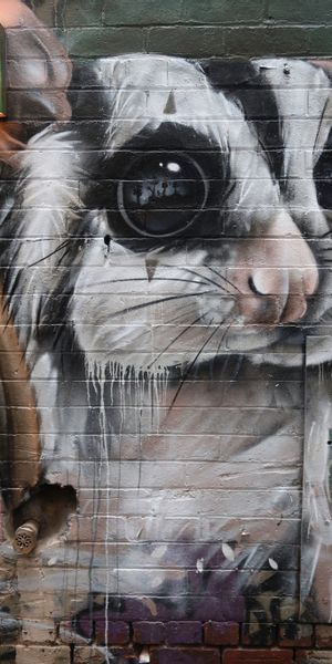Phone wallpaper: Street Art, Animal, Wall, Art, Graffiti free download