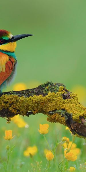 European Bee Eater on a Colorful Spring Branch