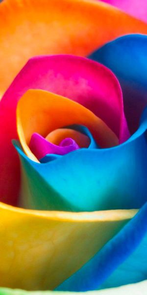 Vibrant Colorful Rose Phone Wallpaper: A Floral Delight for Your Screen