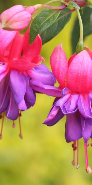 Phone wallpaper: Fuchsia, Flowers, Flower, Earth free download