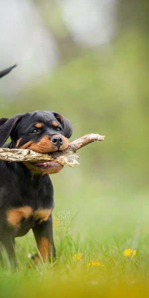 Phone wallpaper: Dogs, Dog, Blur, Animal, Puppy, Rottweiler, Baby Animal free download
