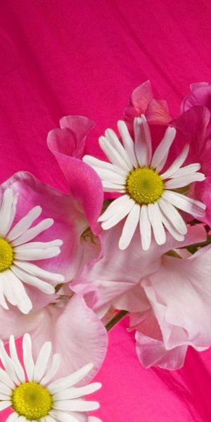 Charming Floral iPhone Wallpaper with Daisies and Pink Background
