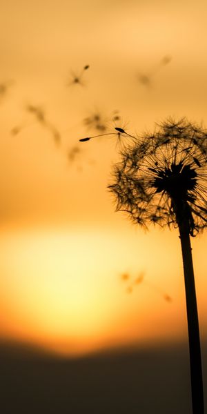 Dandelion Silhouette Against a Beautiful Sunset