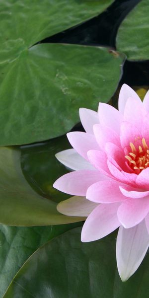Phone wallpaper: Flowers, Lotus, Flower, Earth, Pond, Pink Flower, Lily Pad free download