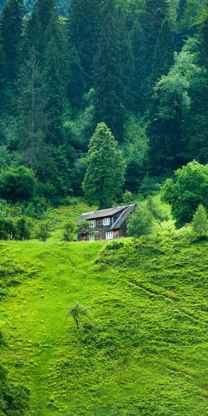 Secluded Lodge Surrounded by Lush Green Nature
