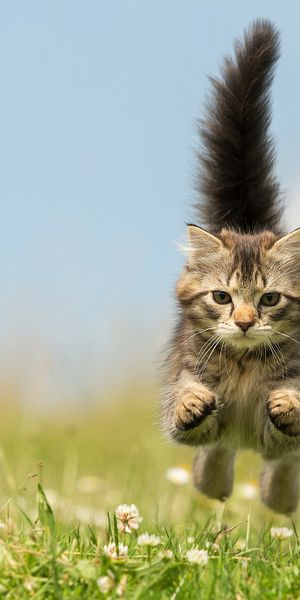 Phone wallpaper: Cats, Grass, Cat, Blur, Animal free download
