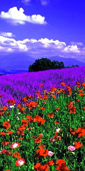 Breathtaking 4K phone wallpaper of a spring landscape with flowers
