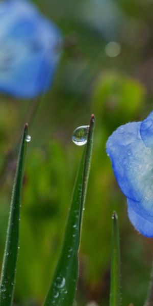 Refreshing iPhone Background Featuring Blue Flowers and Dew Drops