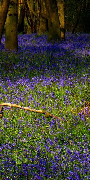 Enchanting bluebell forest mobile wallpaper - free for your device