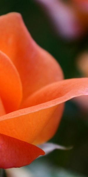 Phone wallpaper: Macro, Flowers, Flower, Rose, Earth free download