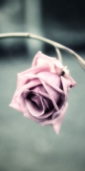 Beautiful pink rose phone wallpaper capturing the essence of nature