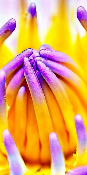 Phone wallpaper: Purple, Flowers, Nature, Flower, Earth free download
