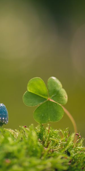 Phone wallpaper: Nature, Macro, Blur, Earth, Mushroom, Moss, Clover free download