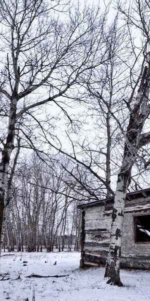 Winter Cabin in a Snowy Forest Landscape