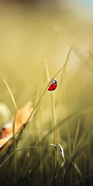 Cool Ladybug Among Grass - Perfect Mobile Wallpaper