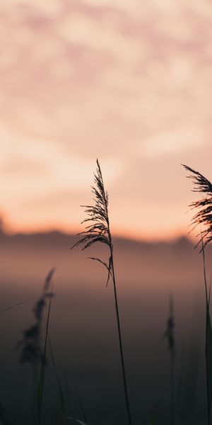 Phone wallpaper: Nature, Ears, Grass, Spikes, Fog, Macro, Focus free download