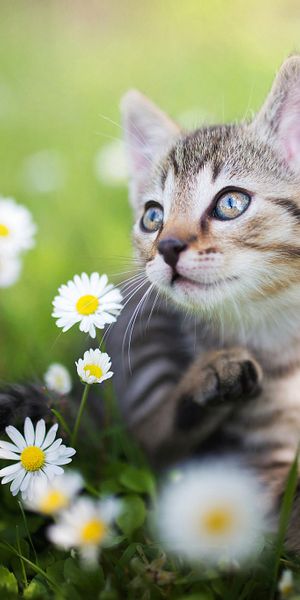 Phone wallpaper: Cats, Flower, Cat, Kitten, Blur, Animal, White Flower, Baby Animal free download