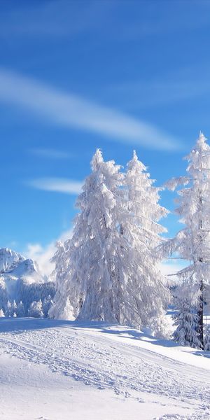 Breathtaking Winter Wonderland with Snowy Trees