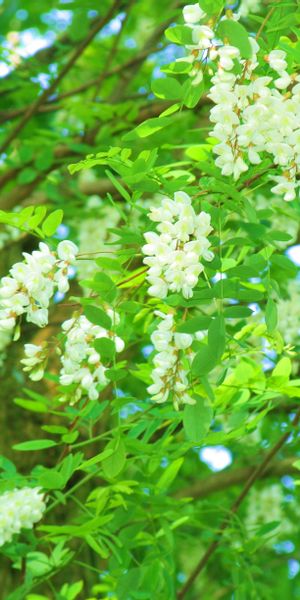 Beautiful High-Quality iPhone Wallpaper with Vibrant White Flowers and Greenery