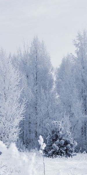 Phone wallpaper: Trees, Snow, Landscape free download
