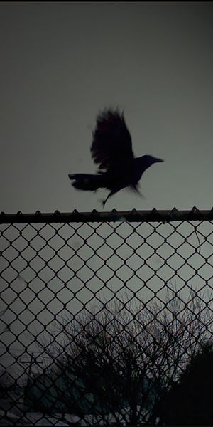 Dark Crow Silhouette - A Striking Mobile Wallpaper