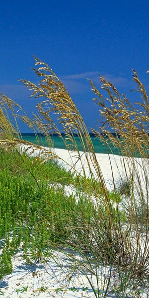 Tranquil beach wallpaper featuring golden grass and azure ocean