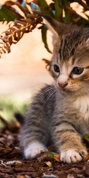 Phone wallpaper: Cats, Fern, Cat, Kitten, Blur, Animal, Cute, Baby Animal free download