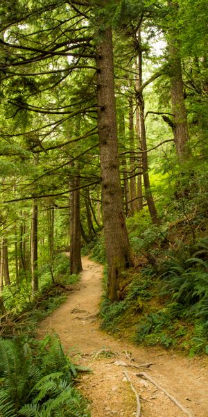 Lush Green Forest Pathway Surrounded by Majestic Trees
