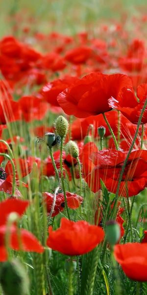 Phone wallpaper: Poppy, Flowers, Flower, Earth free download
