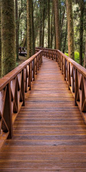 Explore the Tranquil Bridge in the Lush Forest
