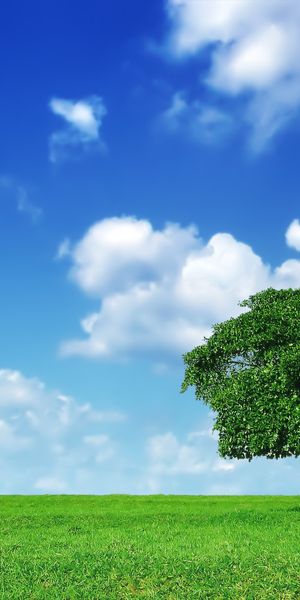 Breathtaking HD Mobile Wallpaper Featuring a Majestic Tree Against a Blue Sky