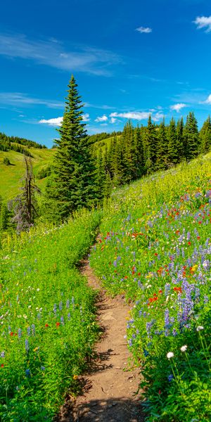 Breathtaking 4K Nature Wallpaper: Lush Trees, Colorful Flowers, and Hills