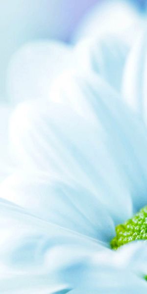 Beautiful macro white flower wallpaper - perfect for nature enthusiasts