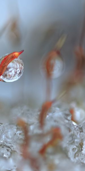 Phone wallpaper: Plant, Macro, Blur, Earth, Water Drop free download