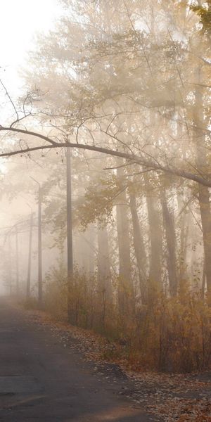 Phone wallpaper: Haze, Trees, Track, Branch, Sun, Nature, Shine, Light, Silhouette, Autumn free down