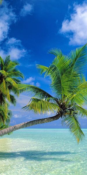 Tropical Beach Paradise - A Perfect Nature Escape